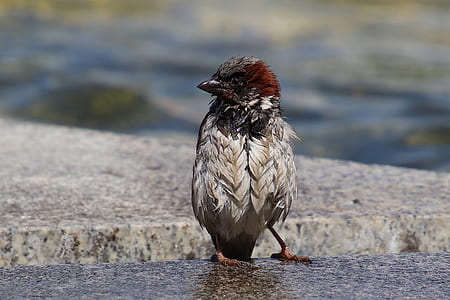 shallow focus photo of bird thumbnail