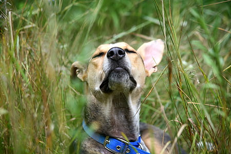 animal, dog, pet, outdoors thumbnail