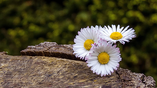 three daisy flowers on wood surface thumbnail