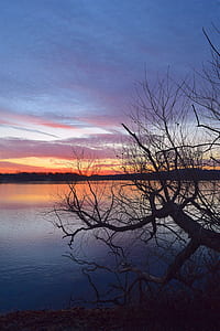 bare tree beside body of water thumbnail