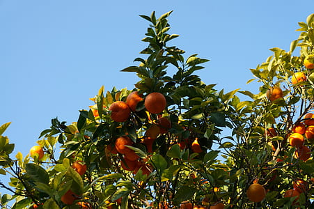 bunch of orange during daytime thumbnail