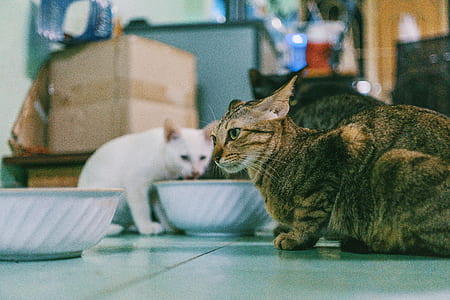 Photography of Two Cats thumbnail