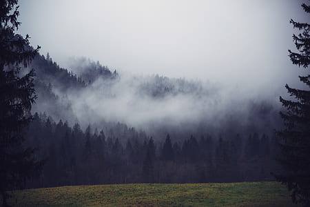 silhouette photo of trees during fog thumbnail