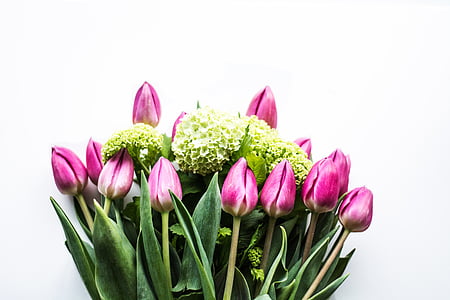 macro shot photography of pink tulips thumbnail