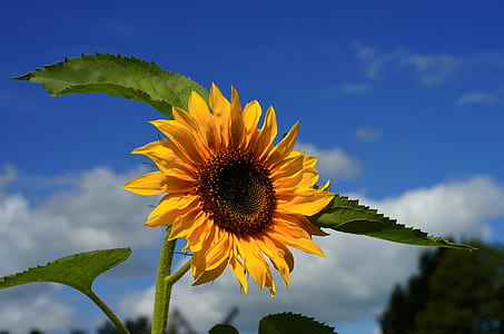 sunflower under blue sky at daytime thumbnail