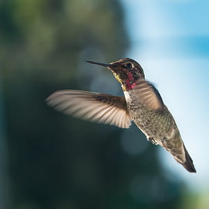 Close-up of Bird Flying thumbnail