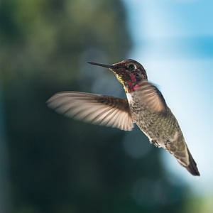 panning photo of hummingbird flying thumbnail