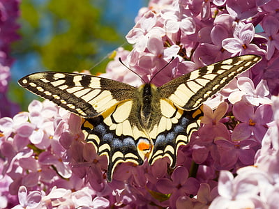beige and black butterfly on top purple petal flower thumbnail