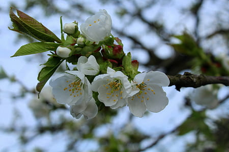 white flowers thumbnail