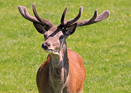 shallow photography of deer during daytime thumbnail
