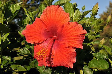 red hibiscus thumbnail