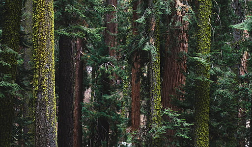 forest with mossy trees thumbnail