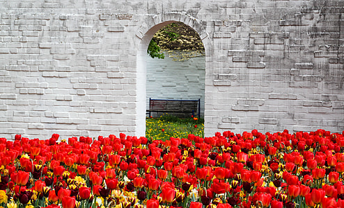 garden of red petaled flowers photo thumbnail