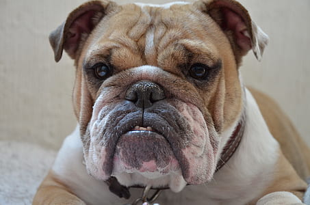 adult white and brown English bulldog thumbnail