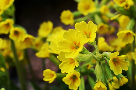 pink-and-red primrose flowers in bloom close up photo thumbnail