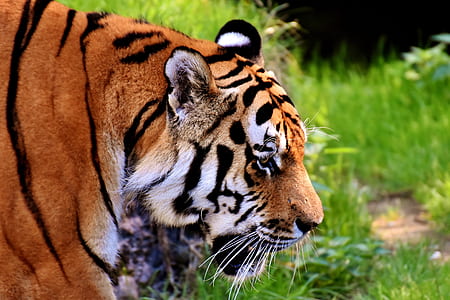 tiger on green grass during daytime thumbnail