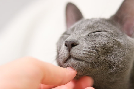 person touching gray cat thumbnail