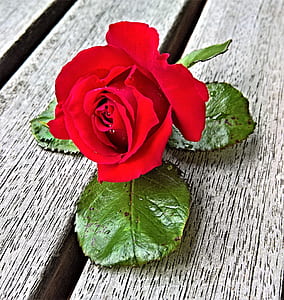 red, petals, flower, rose thumbnail