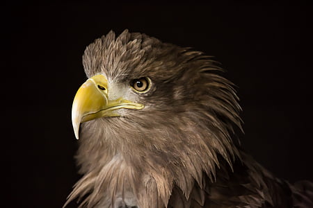selective focus photography of eagle thumbnail