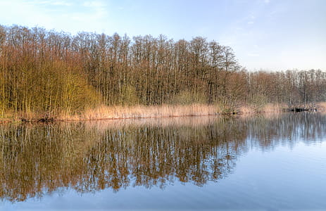Body of Water Surrounded by Trees thumbnail