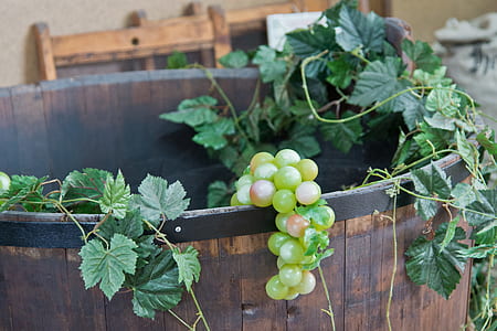 grape fruit in wooden bucket thumbnail
