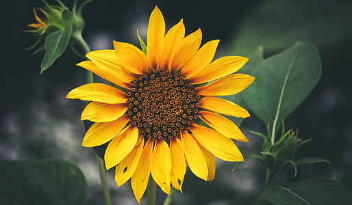 closeup photo of sunflower thumbnail