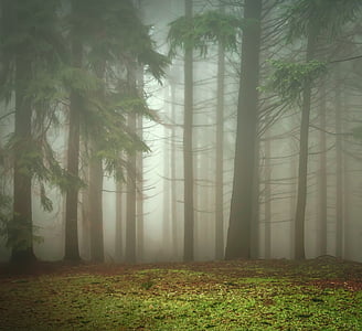 green trees thumbnail