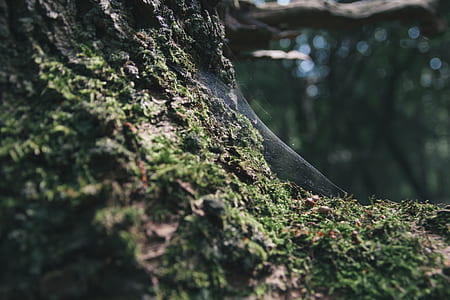 close up photo of tree thumbnail