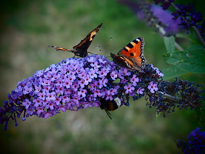 selective focus photography of tortoiseshell butterfly on purple petaled flower thumbnail