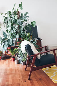black fabric padded armchair with brown wooden base beside green leaf plant lot in white room thumbnail