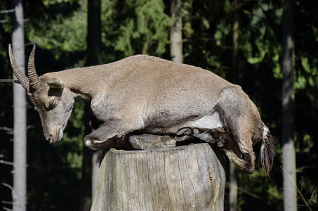 grey goat thumbnail