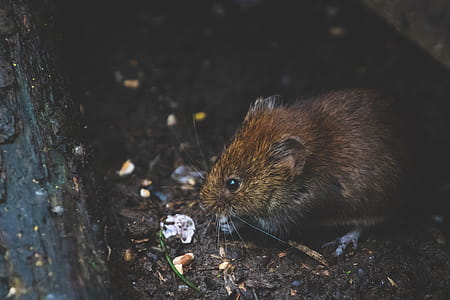 Closeup Photo of Tan Rat thumbnail