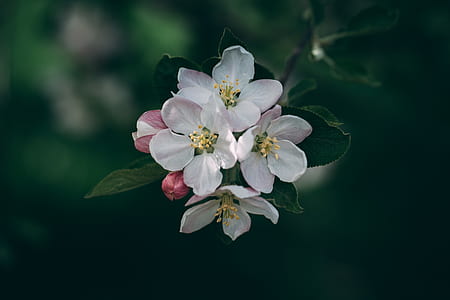 shallow focus photography of white flowers thumbnail