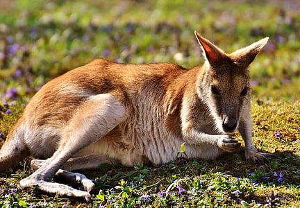 closeup photo of brown kangaroo on green grass thumbnail
