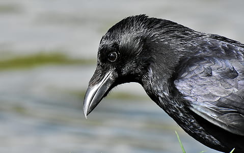 selective focus photo of black crow thumbnail