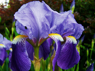 blue petal flowers close-up photo during daytime thumbnail