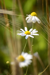 macro photography of three white and yellow daisies thumbnail