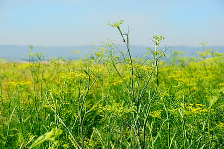 green grass thumbnail