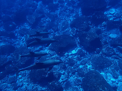 four dolphins under water thumbnail