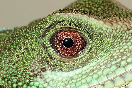 close-up photography green lizard eye thumbnail