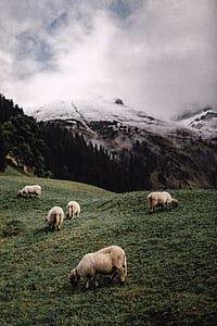 five white sheeps eating green grass thumbnail