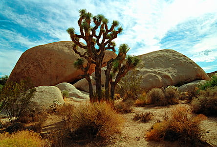 At Joshua Tree National Park wispy clouds, rocks and boulders form a background to a spiky Joshua tree. Small bushes and cacti are also visible. Residual film grain can be seen in the sky as this image was scanned via a Canon film scanner and processed for noise before editing. thumbnail