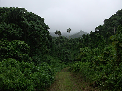 green forest covered by fog during daytime thumbnail