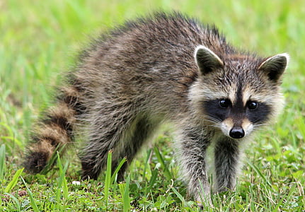 grey and brown raccoon thumbnail