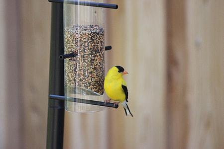 American Goldfinch, Spinus Tristis thumbnail