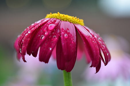 selective focus photography of pink daisy with dew drops thumbnail