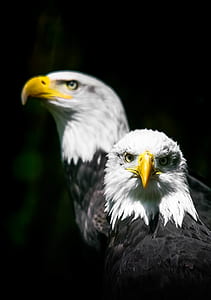 Shallow Focus Photo of Two White-and-black Bald Eagles thumbnail
