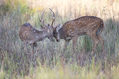 two brown deers thumbnail