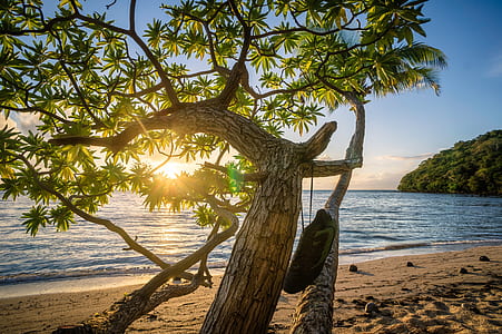 green leafed tree near body of water thumbnail
