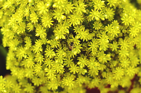 shallow focus photography of yellow petaled cluster flowers thumbnail